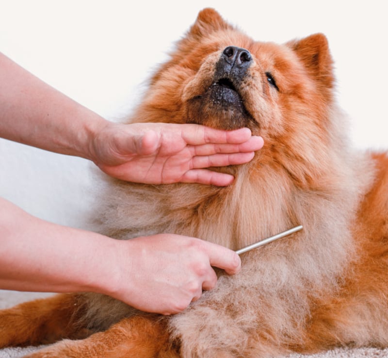 dog-grooming_19 - Nakoa Animal